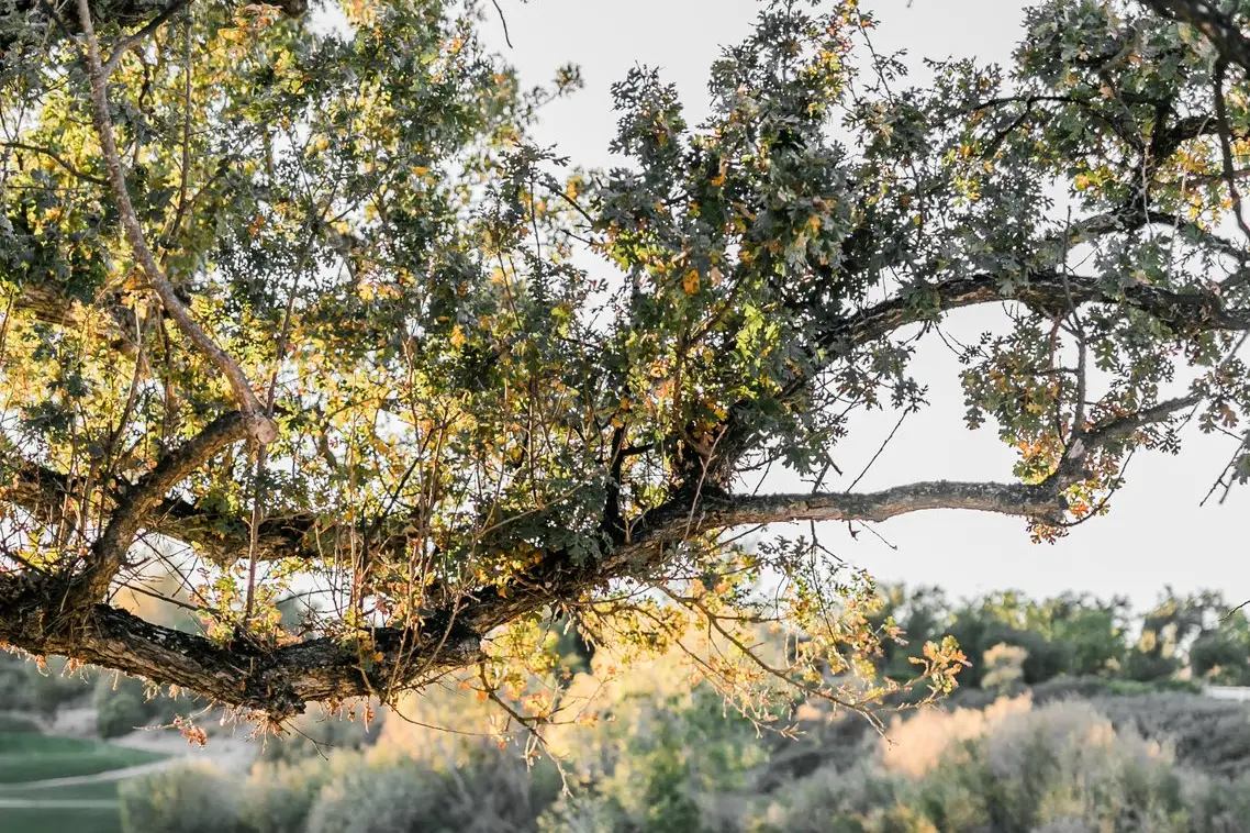 The Oaks Club at Valencia - Image 4